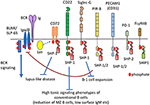 Frontiers | Ligand Recognition Determines The Role Of Inhibitory B Cell ...