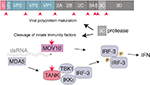 Frontiers | Innate Immune Detection of Cardioviruses and Viral ...