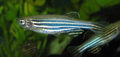 Figure 2 - zebrafish speed because of the small size and fast reproduction, the little fish, is becoming more and more important in neuroscience and pharmacology.