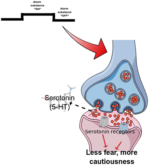 Figure 3 - neurotransmitter serotonin (5 - HT) indicate alarm matter no longer exists.