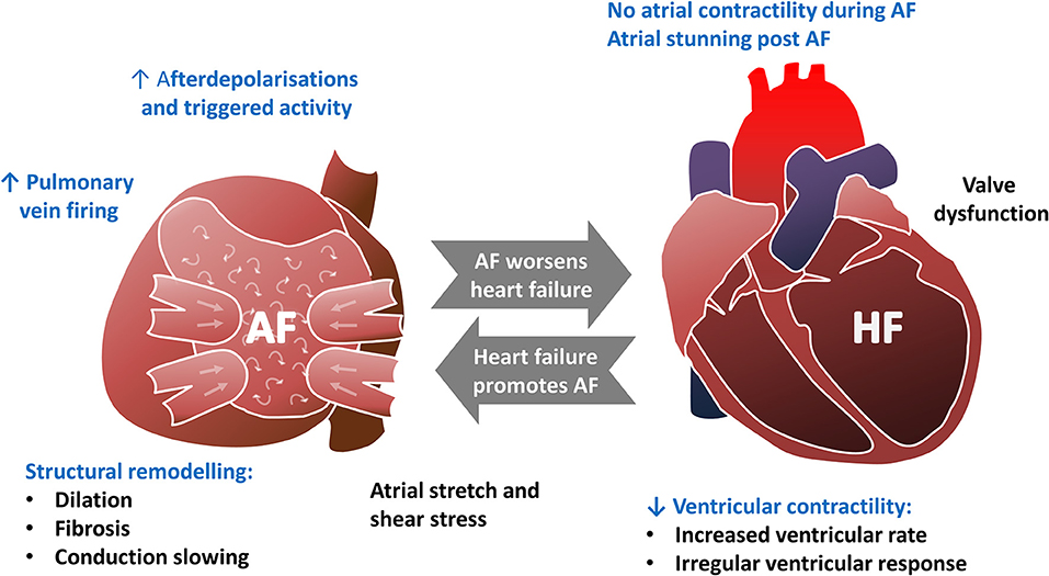 Frontiers Calcium In The Pathophysiology Of Atrial Fibrillation And