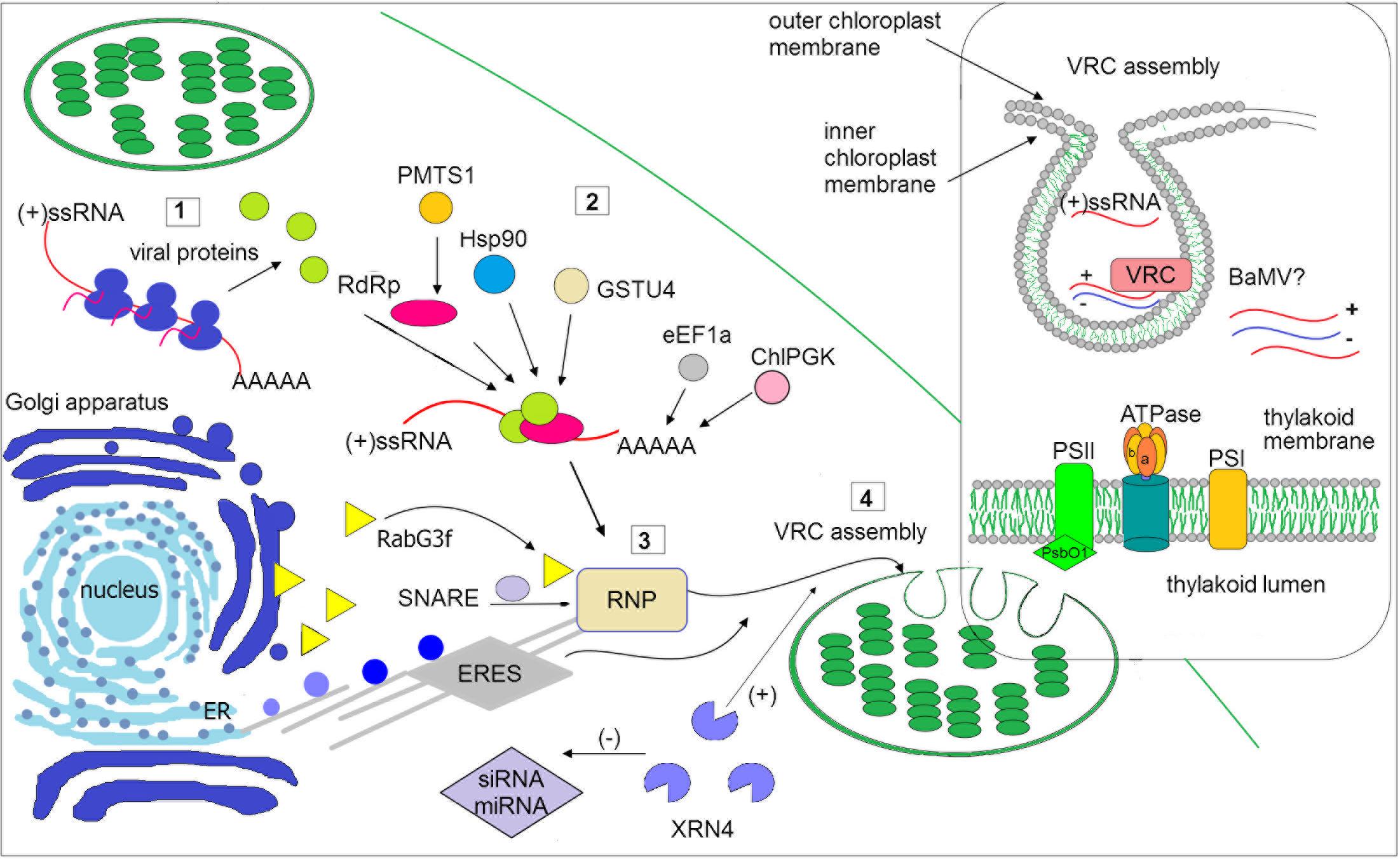 Frontiers The Role Of The Chloroplast In The Replication Of Positive Sense Single Stranded Plant Rna Viruses Plant Science