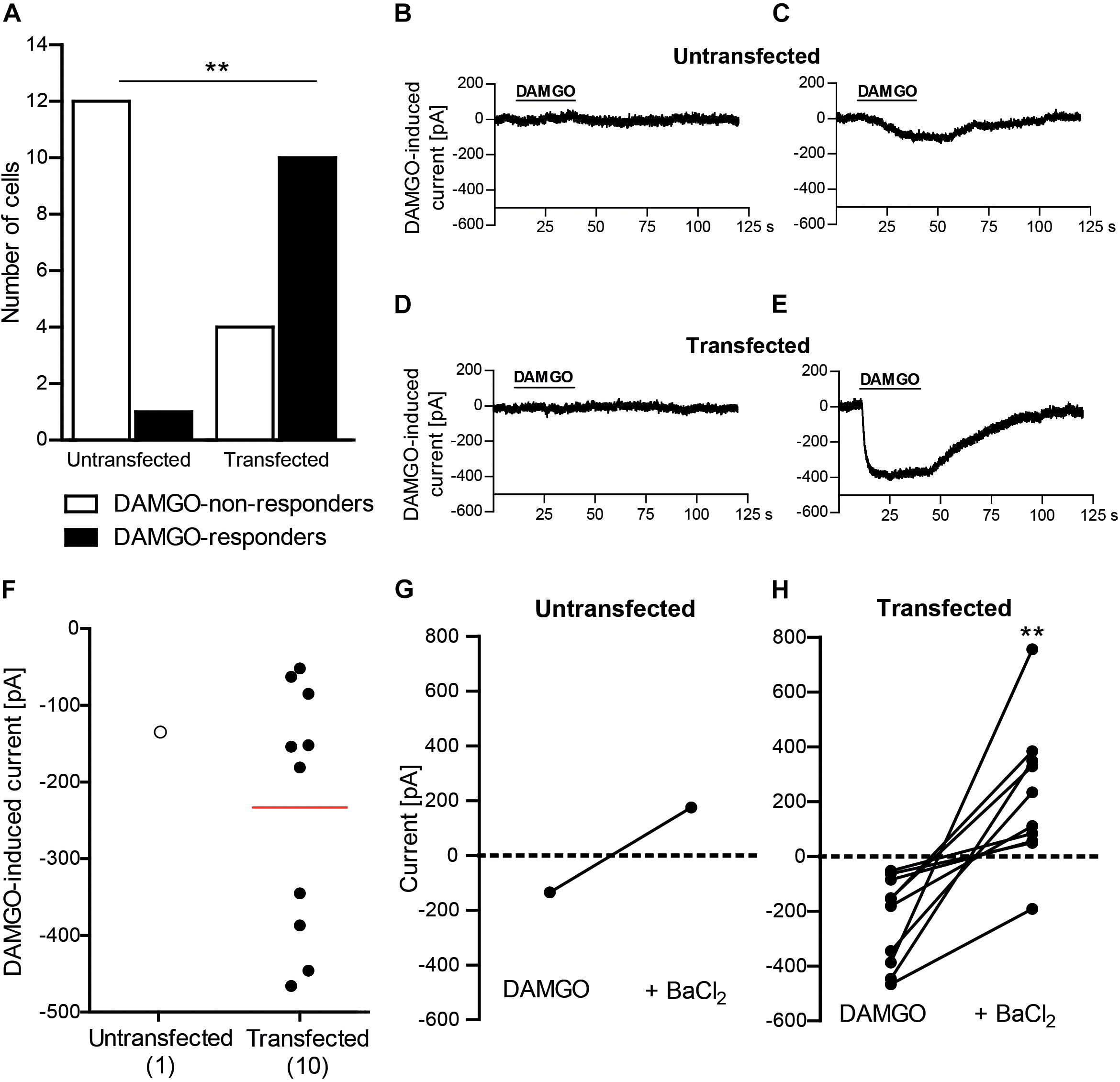 Frontiers Mu Opioid Receptor Agonist Induces Kir3 Currents In Mouse Peripheral Sensory Neurons Effects Of Nerve Injury Pharmacology