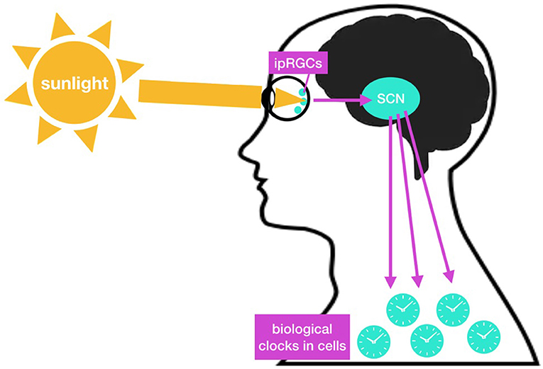 How Do Our Cells Tell Time 2023 