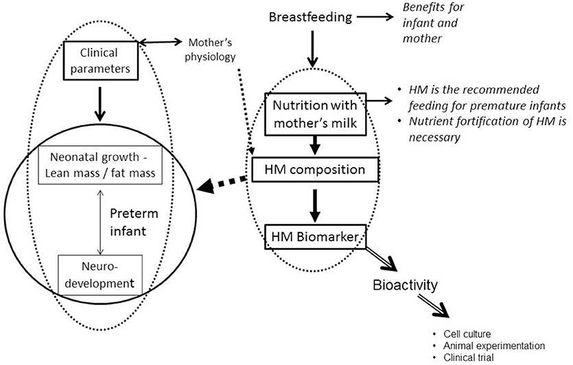 Frontiers | Human Milk: An Ideal Food for Nutrition of Preterm Newborn