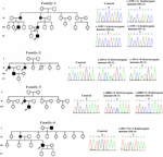 Frontiers | A Novel α-Galactosidase A Splicing Mutation Predisposes to ...