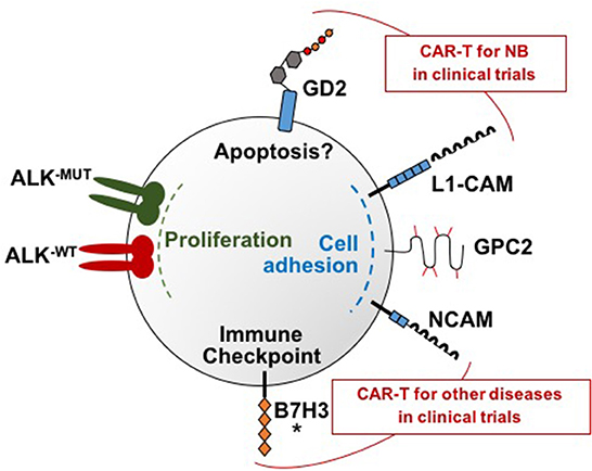Frontiers Car T Cell Therapy For Neuroblastoma Immunology
