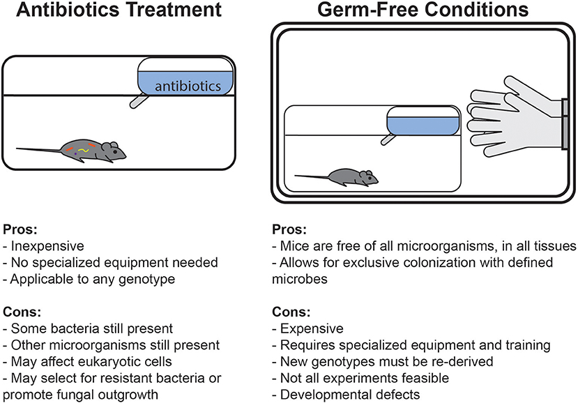 Frontiers Mouse Microbiota Models Comparing Germ Free Mice And Antibiotics Treatment As Tools For Modifying Gut Bacteria Physiology
