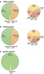 Frontiers | Mutation Status and Immunohistochemical Correlation of KRAS ...