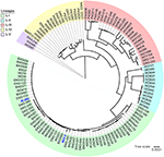 Frontiers | A Strain of an Emerging Indian Xanthomonas oryzae pv ...