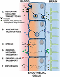 Frontiers | Transcytosis To Cross The Blood Brain Barrier, New ...