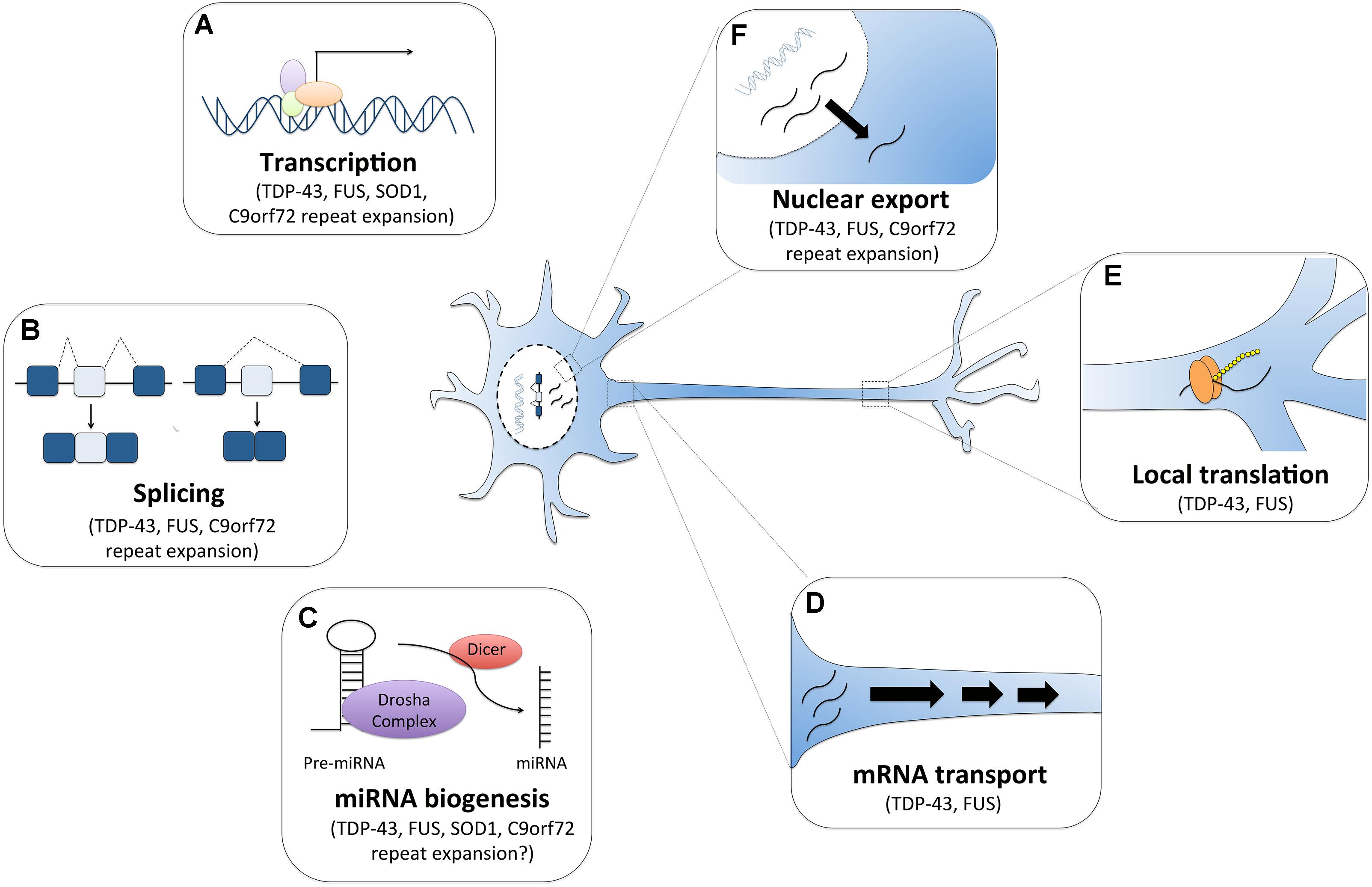 Frontiers Rna Dysregulation In Amyotrophic Lateral Sclerosis