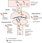 Frontiers | Retromer in Synaptic Function and Pathology | Frontiers in ...