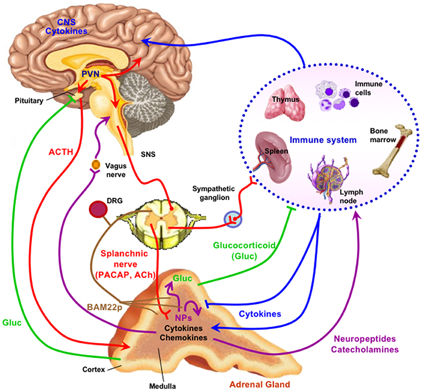 what hormones does adrenal glands produce
