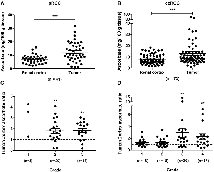 Frontiers The Association Between Ascorbate And The Hypoxia Inducible Factors In Human Renal Cell Carcinoma Requires A Functional Von Hippel Lindau Protein Oncology