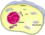 Frontiers | Distinctive Roles of Sirtuins on Diabetes, Protective or ...