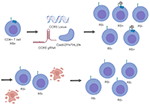 Frontiers | Gene Editing of HIV-1 Co-receptors to Prevent and/or Cure ...