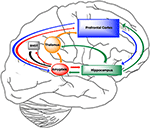 Frontiers | Neurosteroid Actions in Memory and Neurologic ...