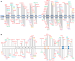 Frontiers | PLA2G6-Associated Neurodegeneration (PLAN): Review of ...