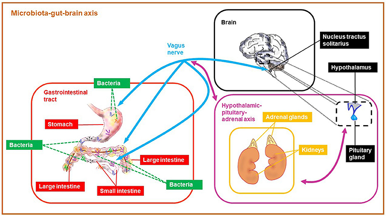 图1——microbiota-gut-brain (MGB)轴是肠道细菌和大脑之间的联系。