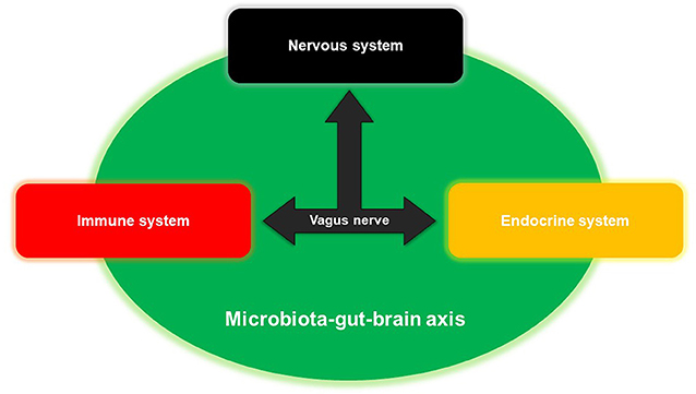 图2 - microbiota-gut-brain (MGB)轴连接神经系统,内分泌系统和免疫系统。