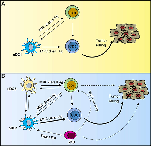 Frontiers | Beyond cDC1: Emerging Roles of DC Crosstalk in Cancer Immunity