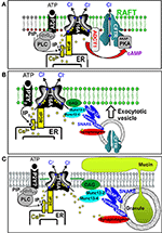 Frontiers | TMEM16A in Cystic Fibrosis: Activating or Inhibiting ...