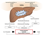 Frontiers | Macrophages in the Aging Liver and Age-Related Liver ...