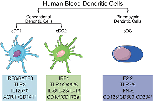 Frontiers | Human Dendritic Cells: Their Heterogeneity and Clinical ...