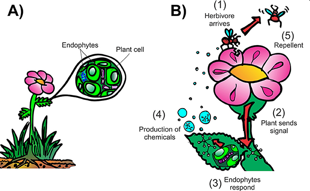 איור1 - (A)צמחיםוהאנדופיטיםשלהםפועליםיחדבסימביוזה。