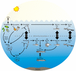 Frontiers | Trophic Interactions of Mesopelagic Fishes in the South ...