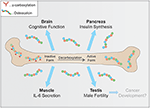 Pdf Structural Role Of Osteocalcin And Its Modification In Bone