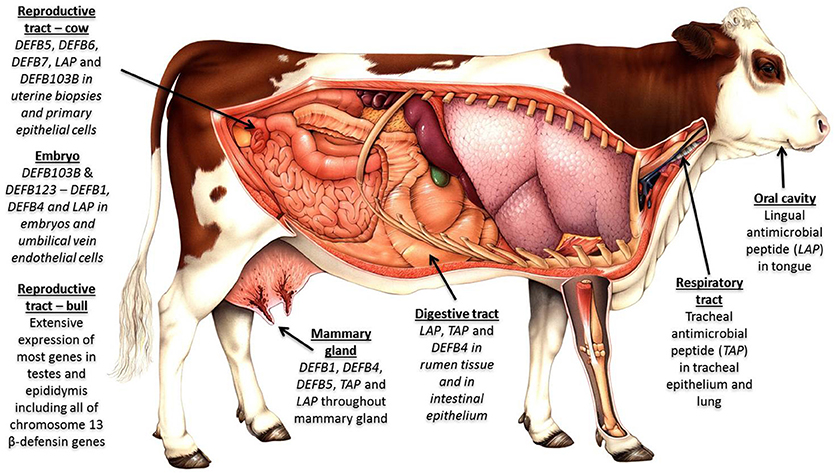 Frontiers | β-Defensins: Farming the Microbiome for ... cows body diagram 