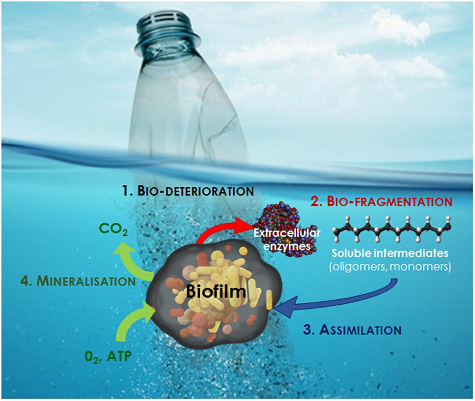 Frontiers | Microbial Ecotoxicology of Marine Plastic Debris: A Review ...