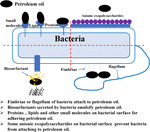 Frontiers | Petroleum Hydrocarbon-Degrading Bacteria for the ...