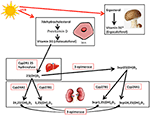 Frontiers | Association of Vitamin D Metabolites With Embryo ...