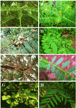 Frontiers | An Insight Into the Modulatory Effects and Mechanisms of ...