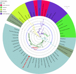 Frontiers | Population Genetic Diversity and Phylogenetic ...