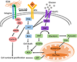 Frontiers | Organoids Increase the Predictive Value of in vitro Cancer ...