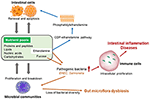 Frontiers | Nutritional Intervention for the Intestinal Development and ...