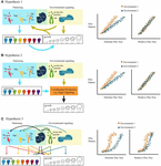 Frontiers | Coordinating Development: How Do Animals Integrate Plastic ...