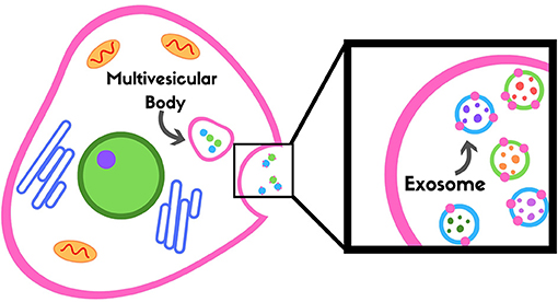 图3 -液存储在一个多泡外的身体和释放细胞进入血液。