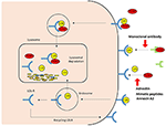 Frontiers | Non-antibody Approaches to Proprotein Convertase Subtilisin ...