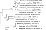 Frontiers | Diversifying of Chemical Structure of Native Monascus ...