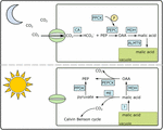 Frontiers | Altered Gene Regulatory Networks Are Associated With the ...