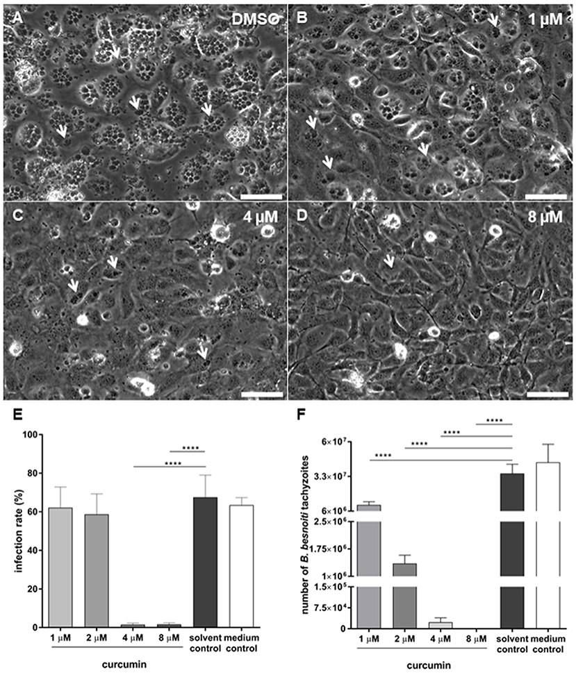 Frontiers Antiparasitic Efficacy Of Curcumin Against Besnoitia Besnoiti Tachyzoites In Vitro