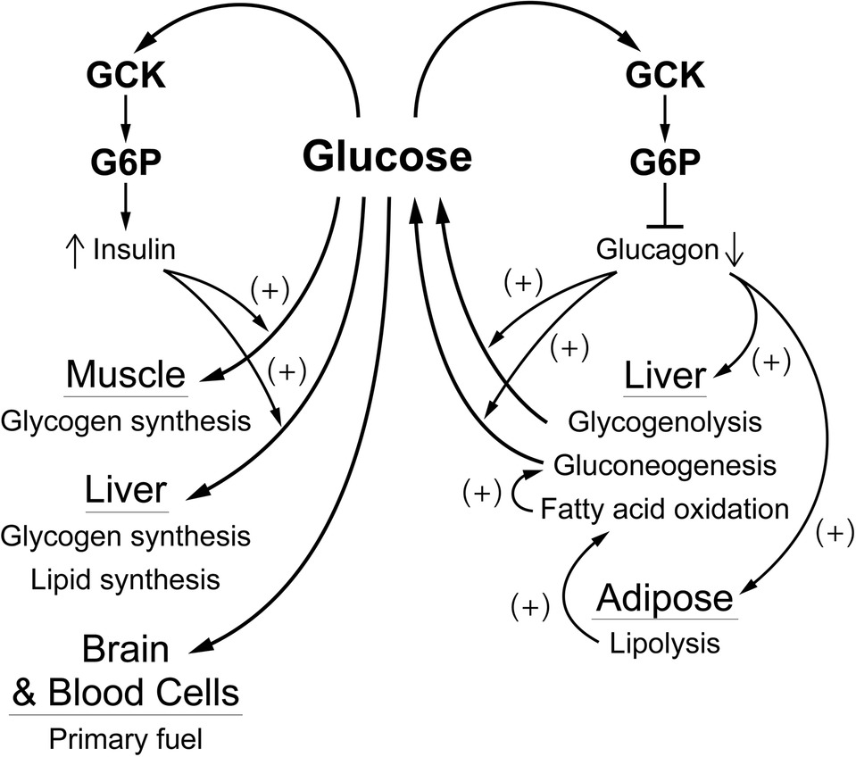 Frontiers The Central Role Of Glucokinase In Glucose Homeostasis A Perspective 50 Years After Demonstrating The Presence Of The Enzyme In Islets Of Langerhans Physiology