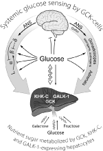 Frontiers | The Central Role of Glucokinase in Glucose Homeostasis: A ...