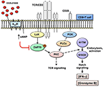 Frontiers | Adenosine A2A Receptor Stimulation Inhibits TCR-Induced ...