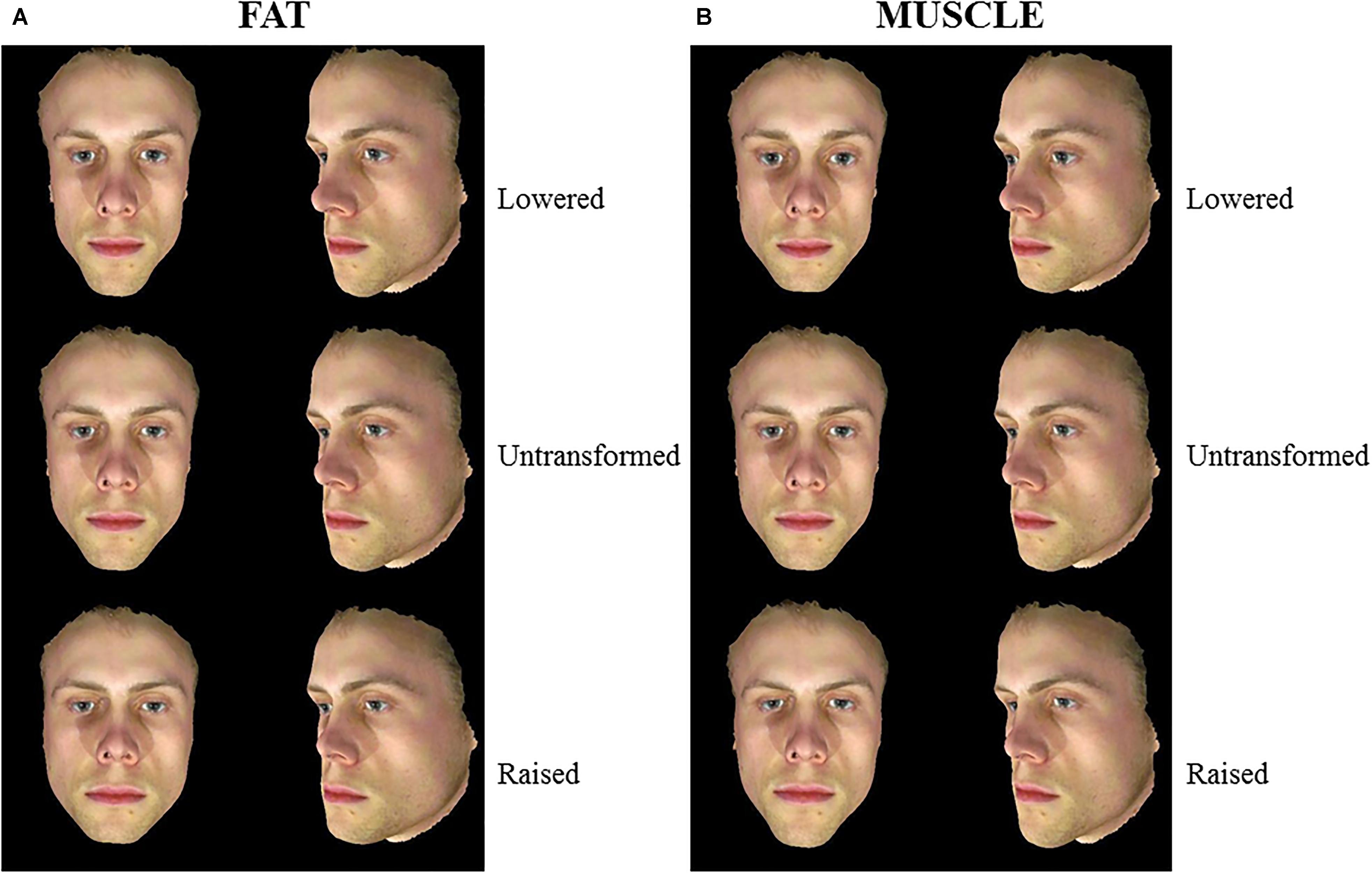 Frontiers The Influence Of Body Composition Effects On Male
